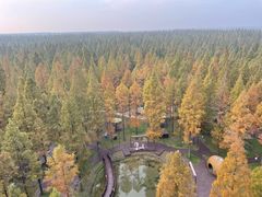 -黄海国家森林公园