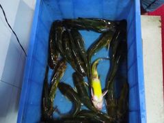 -汉水缘鲜鱼庄(黄雁村店)