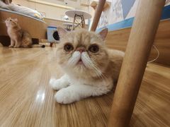 -滚猫咖啡·猫咖·猫友好撸猫(未来城店)