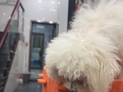 -瑞鹏宠物医院华南总院·夜诊·心脏科·骨科