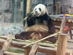 -栾川竹海野生动物园