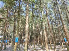 -重庆睡佛山森林公园