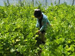 -万源龙顺度假庄园生态观光园