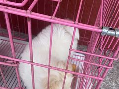 -关爱宠物医院·猫科中心·消化科(滨湖万达分院)