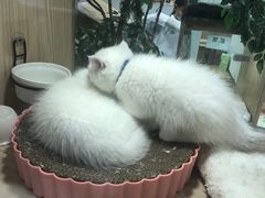 -屋虎猫馆(宝安大仟里店)