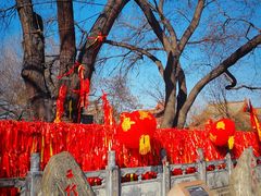 -大槐树寻根祭祖园