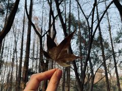 -上海共青森林公园