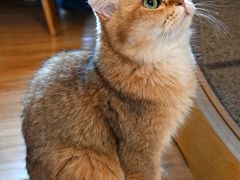 -滚猫咖啡·猫咖·猫友好撸猫(未来城店)