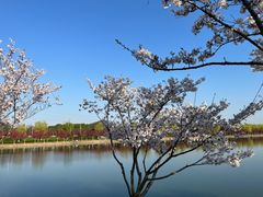 -羊山湖公园