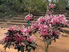 -海南热带野生动植物园