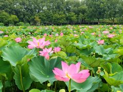 -荷塘月色湿地公园·向阳花洲