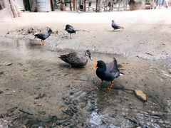 -可伦宾野生动物保护区