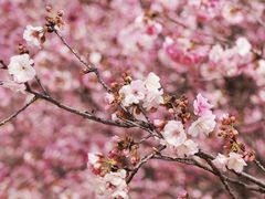 -宜良山后樱花谷