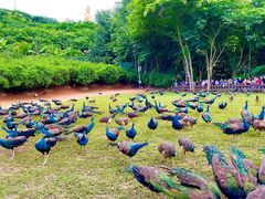 -西双版纳勐泐文化旅游区