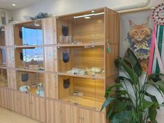-猫十亿·布偶金渐层·曼基康矮脚猫舍(青年路店)