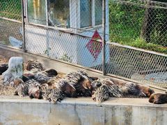 -西霞口神雕山野生动物世界