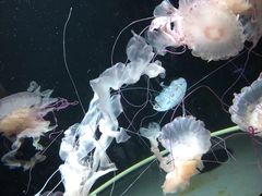 -成都浩海立方海洋公园