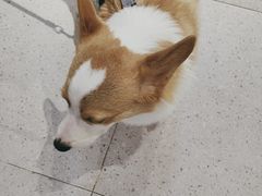 -FAELING PETS美天灵宠物(富力广场店)
