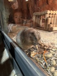 -酷嗒动物文化乐园(cutezoo西溪乐天城店)