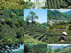 -十八棵（老龙井）御茶园(老龙井店)