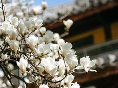 -龙华寺