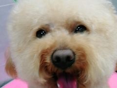 -宠福鑫康馨动物医院·骨科·眼科