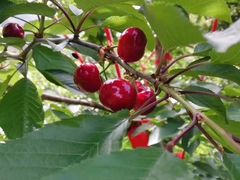 -金鼎雪山牦牛杂火锅(理县总店)