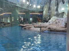 -帝企鹅自助餐厅•儿童岛•真企鹅(长隆企鹅酒店)