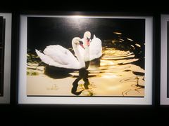 -罗红摄影艺术馆