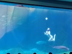 -海合安成都极地海洋公园