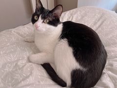 -欧奕国际动物医院