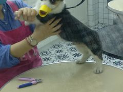 -可蒙动物医院·猫科·骨科中心(首义路店)