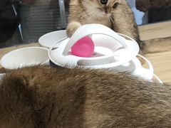 -屋虎猫馆(宝安大仟里店)