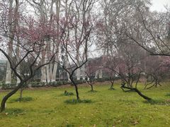 -武汉大学-樱园