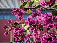 -天坛公园