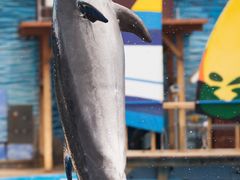 -海合安天津极地海洋公园