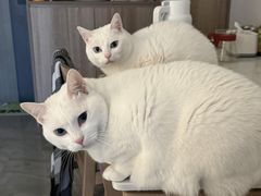 -泰迦 泰式古法抓胧筋水疗SPA