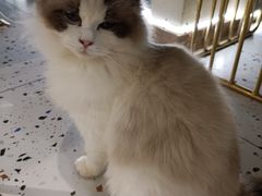 -喵喵咪呀布偶猫咖(春熙路店)