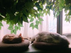 -猫猫幼稚园·撸猫·桌游·电玩
