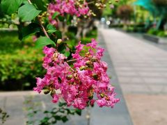 -后襄河公园