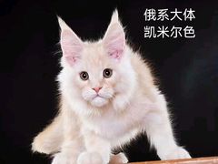 -十年猫舍·猫咪专门店(普陀店)