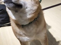 -逗柴咖啡屋·狗咖猫咖宠物桌游