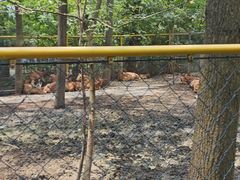 -合肥滨湖国家森林公园