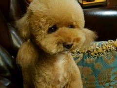 -多卡布奇宠物生活馆(上林世家店)