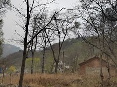 -大岭沟猕猴桃谷风景区