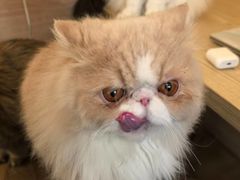 -滚猫咖啡·猫咖·猫友好撸猫(未来城店)
