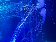 -合肥海洋世界