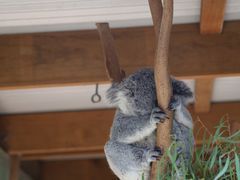 -费瑟代尔野生动物园