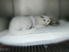 -安安宠医·安宠宠物医院