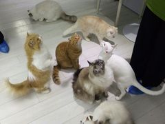 -喵的天空名猫咖啡馆·撸猫·猫舍·用品